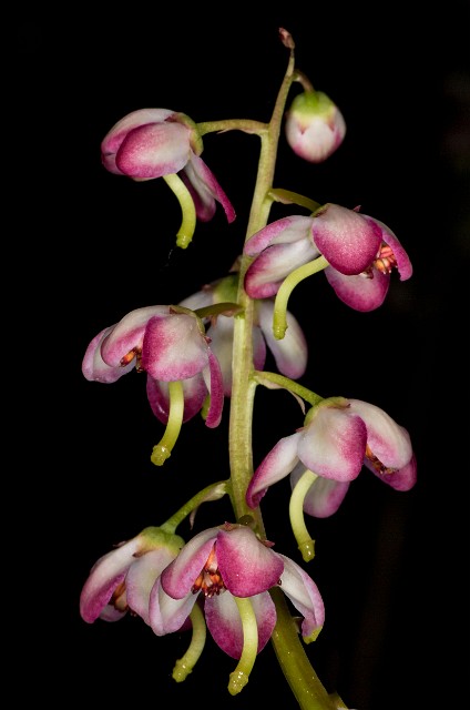 Pyrola asarifolia - Pink Wintergreen 15-0597.jpg